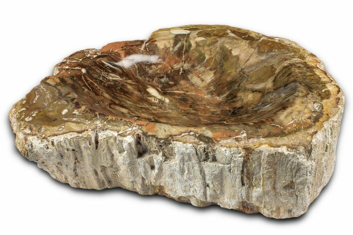 Polished Petrified Wood Dish - Madagascar #337269